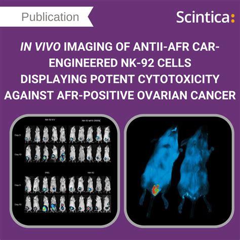 In Vivo Imaging Of Antii αfr Car Engineered Nk 92 Cells Displaying