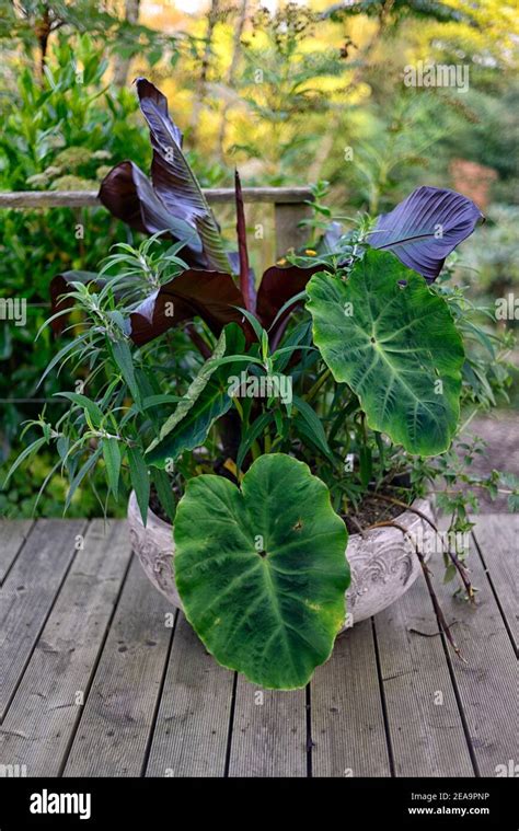 Conteneur Colocasia Banque De Photographies Et Dimages Haute