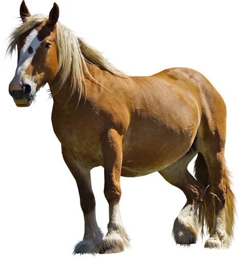 Horse Png Image Transparent Image Download Size 1184x1262px