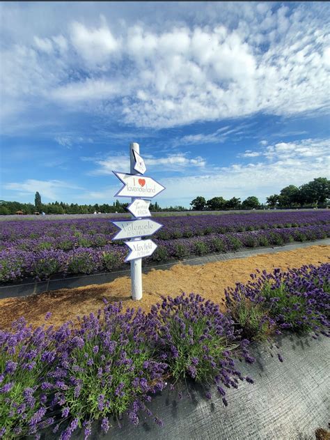 Lavenderland