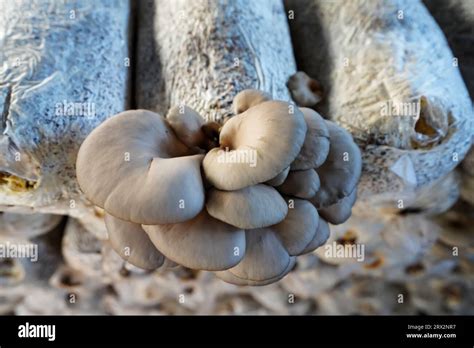 Mushrooms Grown In Greenhouses Thrive In North China Stock Photo Alamy