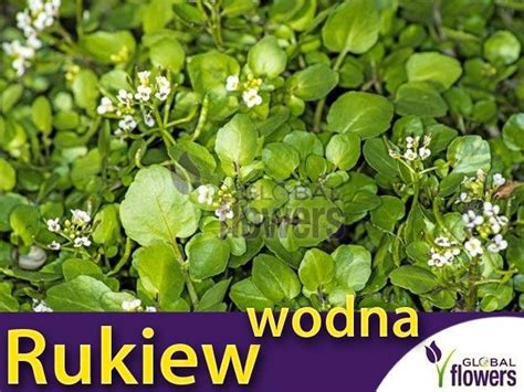 W Legutko Rukiew Wodna G Ceny I Opinie Ceneo Pl