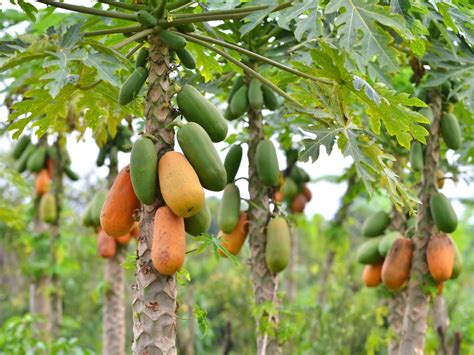 Papaya Cultivation 5 Step Comprehensive Guide To Managing Flower And