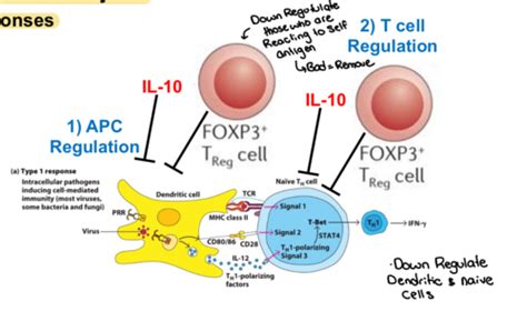 Lecture 14 T Cell Differentiation Flashcards Quizlet