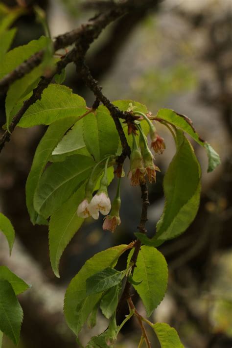 Prunus Rufa Eflora Of India