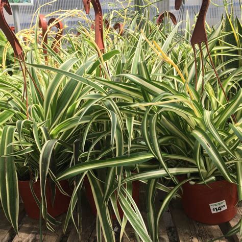 Spider Plants Chlorophytum Comosum Tropicals Houseplants › Anything Grows