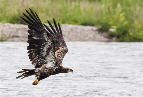 Golden Eagle Wingspan: How Big It Is & How It Compares to Other Birds ...