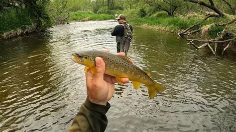 Wisconsin Trout Fishing 5152024 Youtube