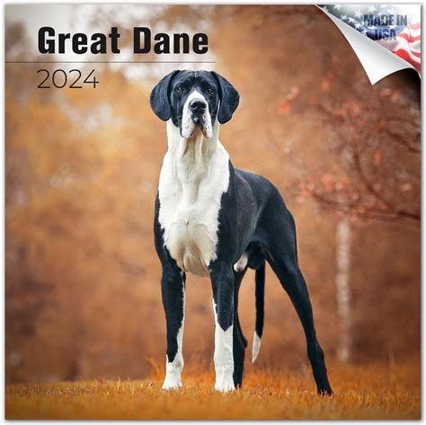 Amazon Willow Creek Press Great Danes Monthly Wall Calendar