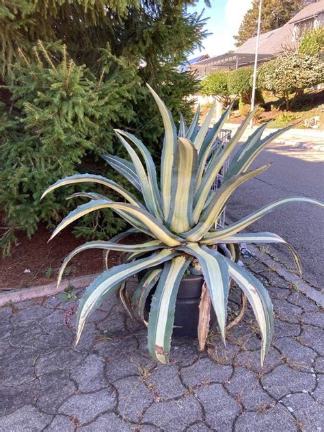 Grosse Agave Kaufen Auf Ricardo