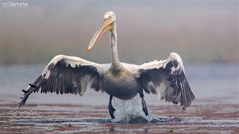 Dalmatian Pelican In Flight by WildZests .com / 500px