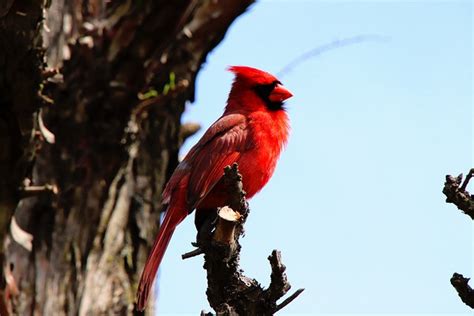 Cardinal Oiseau Aviaire Photo Gratuite Sur Pixabay Pixabay