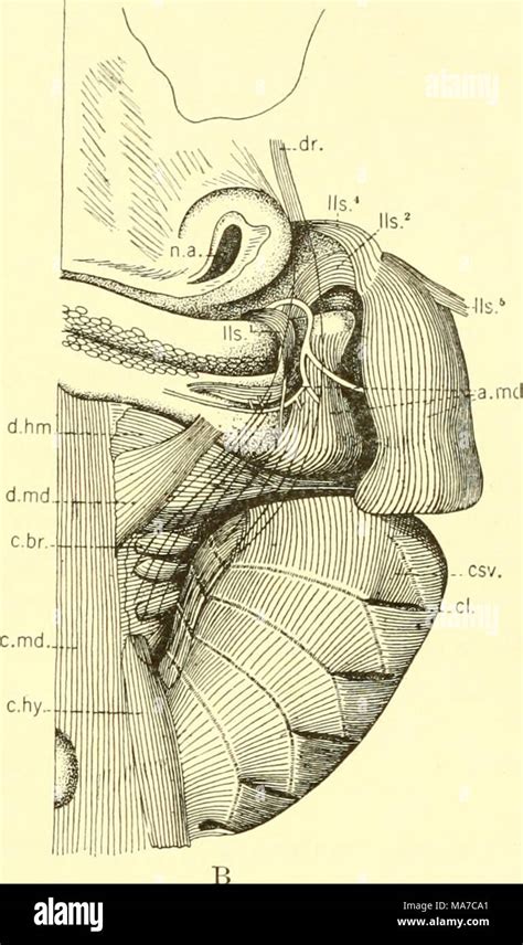 The Elasmobranch Fishes Fig 107 Ventral Pharyngeal Muscles From