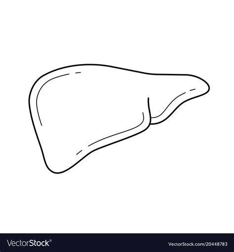 Human Liver Line Icon Royalty Free Vector Image