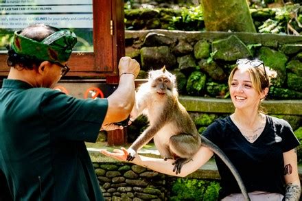 Tourist Takes Selfies Monkey Monkey Forest Editorial Stock Photo