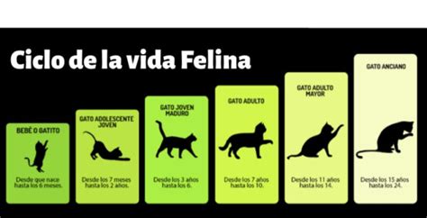 Etapas De La Vida De Un Gato Forkittiestop