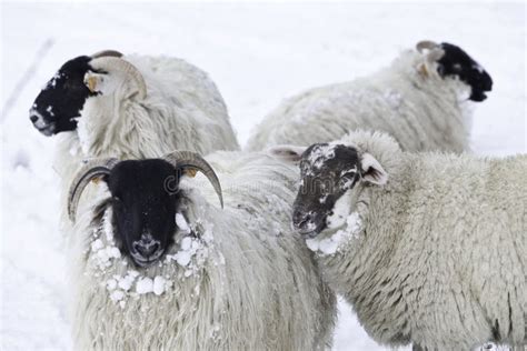 Winter sheep in snow stock photo. Image of deep, looking - 12370164