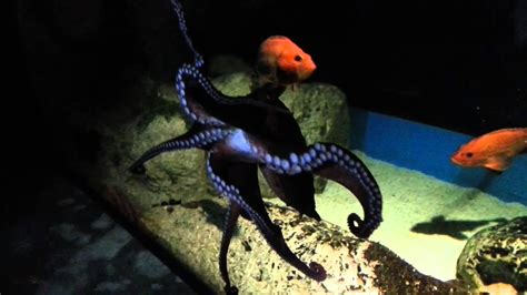 O Miornica Octopus Oceanarium Lizbona Youtube