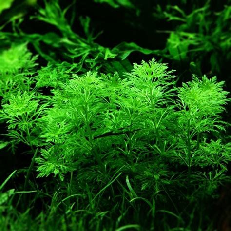 Limnophila Aquatica Plante Pour Aquarium Materiel Aquatique