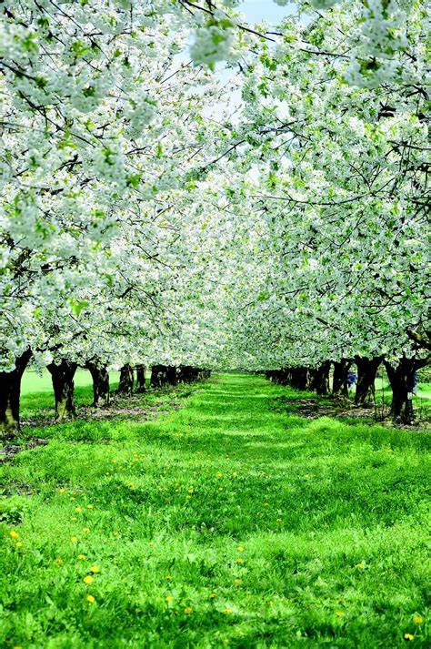 Apple Blossom Branch 1080p 2k 4k 5k Hd Wallpapers Free Download