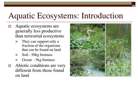 PPT UNIT 1 SUSTAINING ECOSYSTEMS PowerPoint Presentation Free