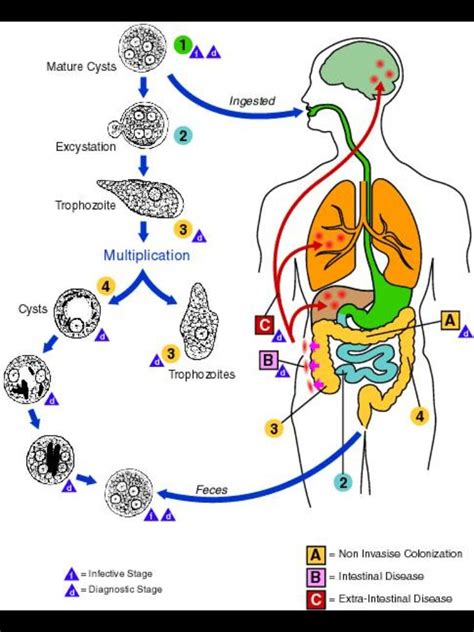 Parasitic Reproductive Cycle