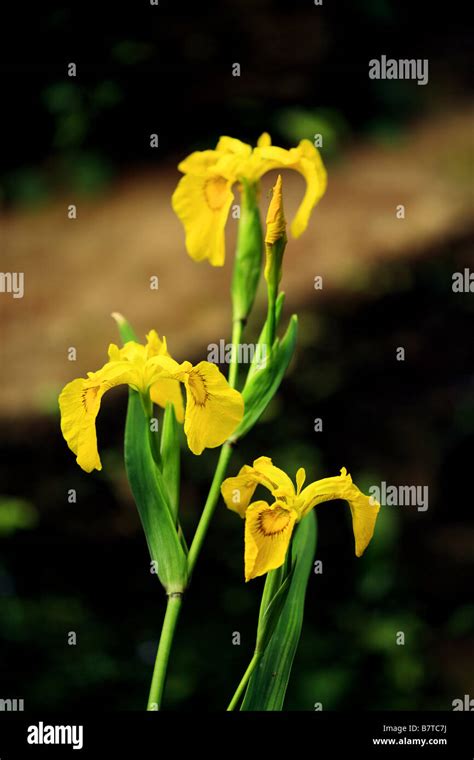 Yellow bearded iris flower Stock Photo - Alamy