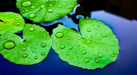 Water drops on Lotus Leaf stock photo. Image of aquatic - 28861452