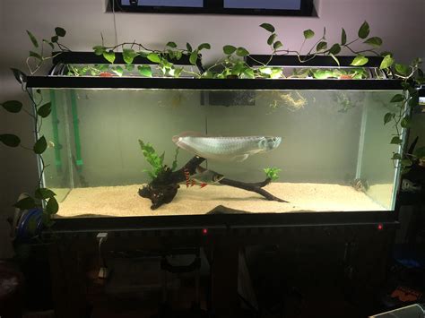 arowana fish tank