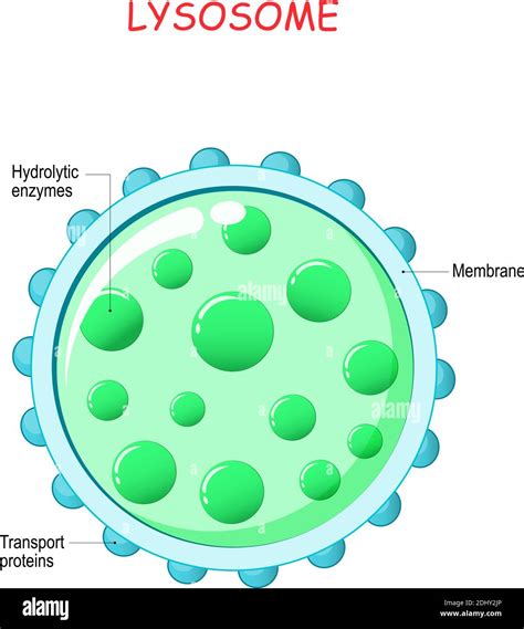 Lysosomes Diagram Labeled