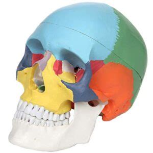 Axis Scientific Part Didactic Human Skull Model Life Size Painted