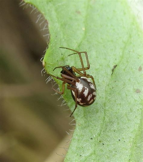 Microlinyphia Pusilla Female Holme Dunes Norfolk D Flickr