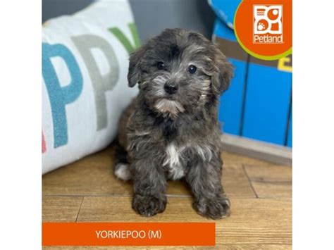 Yorkiepoo Petland Chillicothe Ohio