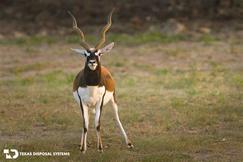 Exotic Animals In Texas Ranches