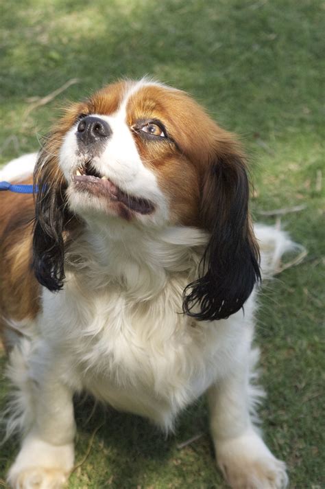 Cavalier king charles spaniel mix - calgarydop