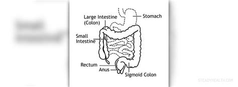 Chronic dyspepsia symptoms | Gastrointestinal Disorders articles | Body ...