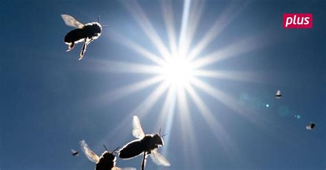 Bienen Drohen Im Warmen Winter Zu Verhungern