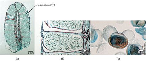 Sexual Reproduction In Gymnosperms Biology For Majors Ii