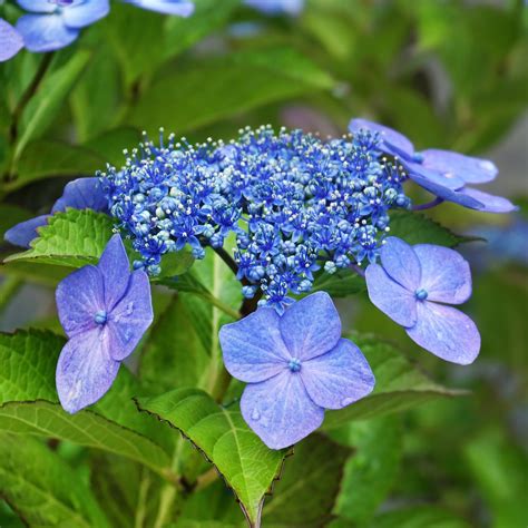 Big Flowered Bigleaf Hydrangeas Flower Magazine