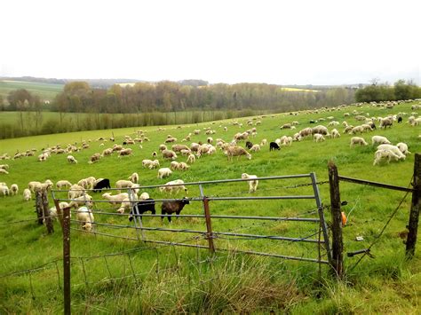 L Agneau De La Bergerie Est De Retour La Lettre D Info De La Bergerie