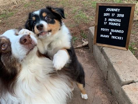 Australian Shepherd Growth Chart Standard And Mini Aussie The