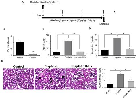 Effect Of Npy Treatment On Cisplatin Induced Renal Injury A