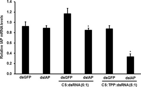 Cs Tpp Aaiap Dsrna Nanoparticles Trigger Efficient Knockdown Of The