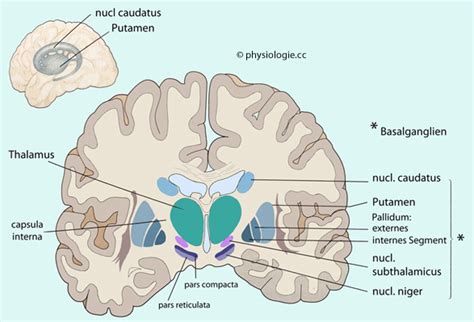 Physiologie Basalganglienfunktionen