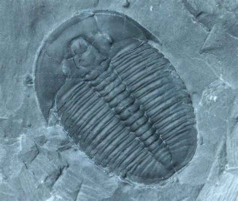 Elrathia Kingii Trilobite