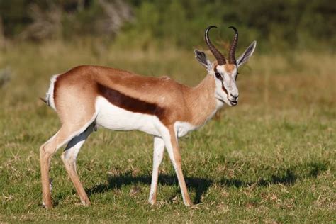 Springbok antelope Stock Photos, Royalty Free Springbok antelope Images ...