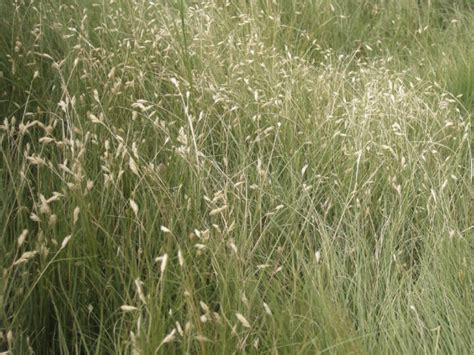 Best Native Grasses For A Yard Welcome Wildlife