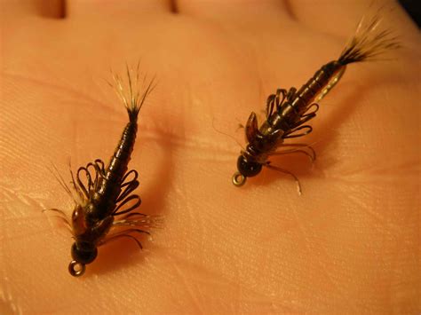 TROUT TALES: Swimming MayFly Nymphs