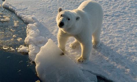 Why do polar bears have white fur? And nine other polar bear facts ...