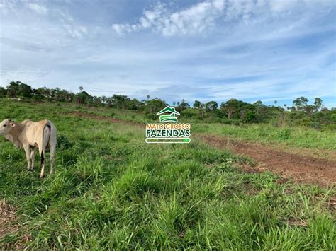 Mato Grosso Fazendas Hectares Venda Em Campin Polis Mt